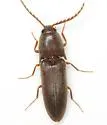 Megapenthes insignis