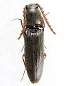 Megapenthes insignis - photo 2