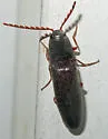 Megapenthes insignis - photo 3