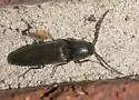 Megapenthes insignis - photo 4