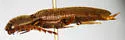 Megapenthes insignis - photo 5