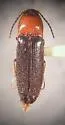 Megapenthes lepidus