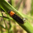 Megapenthes lepidus - photo 2