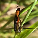 Megapenthes lepidus - photo 3
