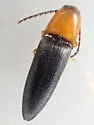 Megapenthes lepidus - photo 4