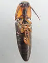 Megapenthes lepidus - photo 5