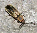Megapenthes limbalis - photo 2