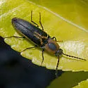 Megapenthes limbalis - photo 4