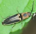 Megapenthes limbalis - photo 5