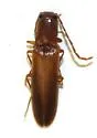 Megapenthes longicornis