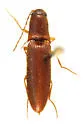 Megapenthes longicornis - photo 2