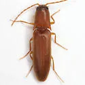Megapenthes longicornis - photo 3