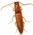 Megapenthes longicornis - photo 4