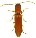 Megapenthes longicornis - photo 5