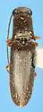 Megapenthes megalops - Megapenthes megalops