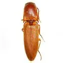 Megapenthes nigriceps - Megapenthes nigriceps