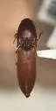 Megapenthes nigriceps - photo 2
