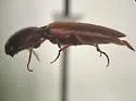 Megapenthes nigriceps - photo 3