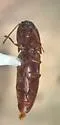 Megapenthes nigriceps - photo 4
