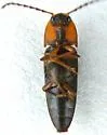 Megapenthes nigriventris - photo 2