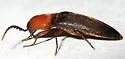 Megapenthes nigriventris - photo 3
