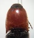 Megapenthes nigriventris - photo 5