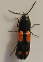 Megapenthes quadrimaculatus - photo 2