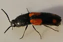 Megapenthes quadrimaculatus - photo 3