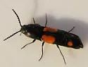 Megapenthes quadrimaculatus - photo 4