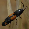 Megapenthes quadrimaculatus - photo 5