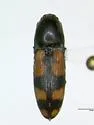 Megapenthes rogersi