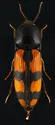 Megapenthes rogersi - photo 2