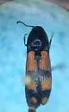 Megapenthes rogersi - photo 3