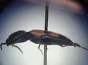 Megapenthes rogersi - photo 4