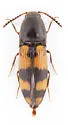Megapenthes rogersi - photo 5