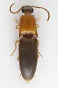 Megapenthes rufilabris