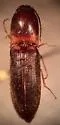 Megapenthes rufilabris - photo 2