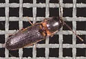Megapenthes rufilabris - photo 3
