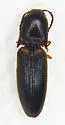 Megapenthes rufilabris - photo 4