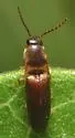 Megapenthes rufilabris - photo 5
