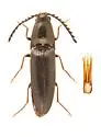 Megapenthes solitarius - photo 3