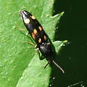 Megapenthes stigmosus - photo 2