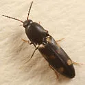 Megapenthes stigmosus - photo 3