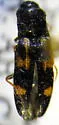 Megapenthes stigmosus - photo 4