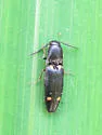 Megapenthes stigmosus - photo 5