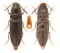 Megapenthes subtilis