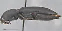 Megapenthes tartareus - photo 4