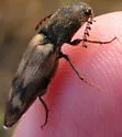 Megapenthes turbulentus