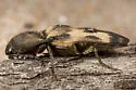 Megapenthes turbulentus - photo 3