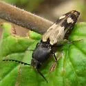 Megapenthes turbulentus - photo 4